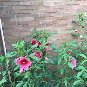 Meet your Posher, Aruna